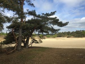 wandeling Loonse en Drunense Duinen